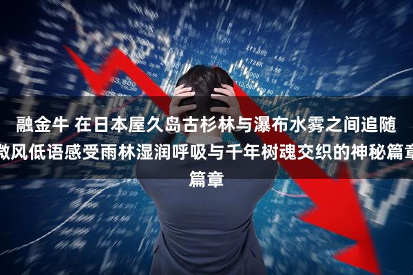 融金牛 在日本屋久岛古杉林与瀑布水雾之间追随微风低语感受雨林湿润呼吸与千年树魂交织的神秘篇章