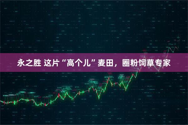 永之胜 这片“高个儿”麦田，圈粉饲草专家